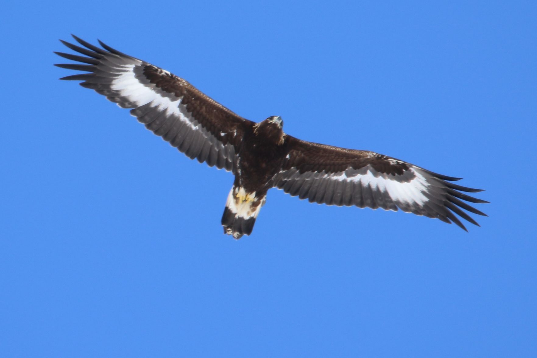 Young Golden Eagle